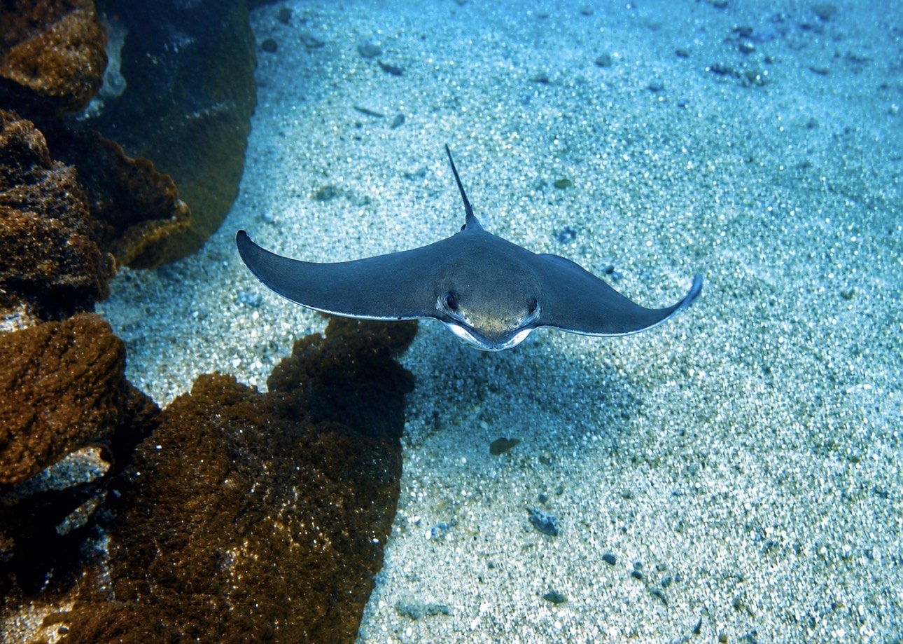 Catalina